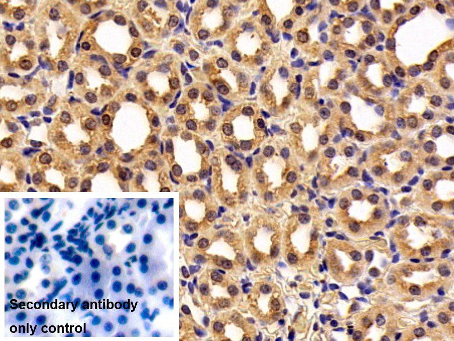 Monoclonal Antibody to Octamer Binding Transcription Factor 4 (OCT4)