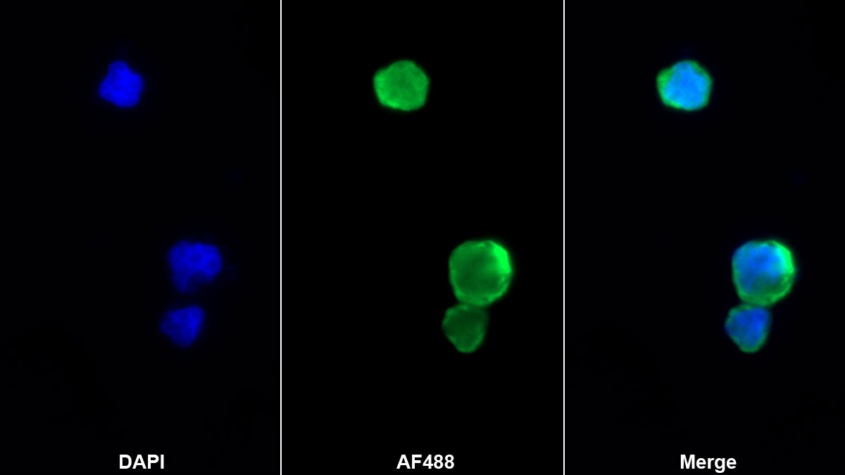 Monoclonal Antibody to Octamer Binding Transcription Factor 4 (OCT4)