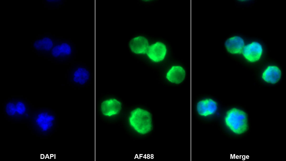 Monoclonal Antibody to Octamer Binding Transcription Factor 4 (OCT4)