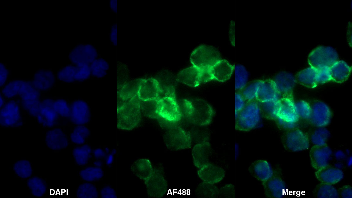 Monoclonal Antibody to Octamer Binding Transcription Factor 4 (OCT4)