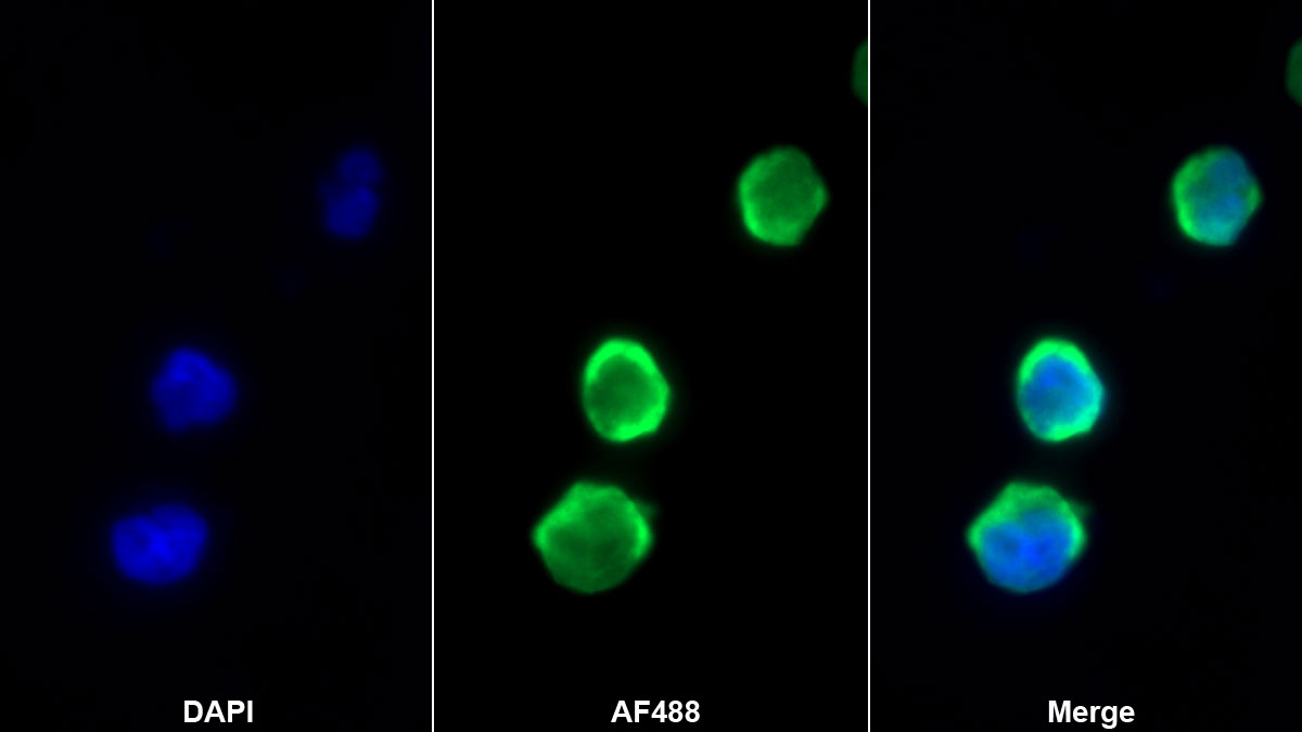 Monoclonal Antibody to Octamer Binding Transcription Factor 4 (OCT4)