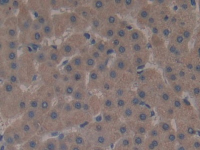 Monoclonal Antibody to Neurokinin A (NKA)