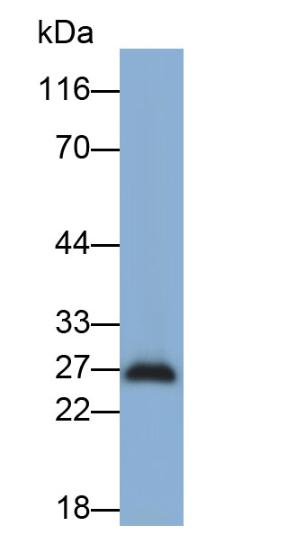 Monoclonal Antibody to Granzyme M (GZMM)