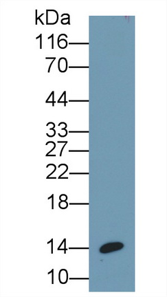 Monoclonal Antibody to Insulin (INS)