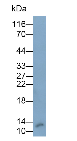 Monoclonal Antibody to Insulin (INS)