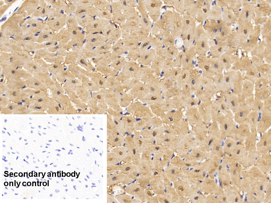 Monoclonal Antibody to Myoglobin (MYO)