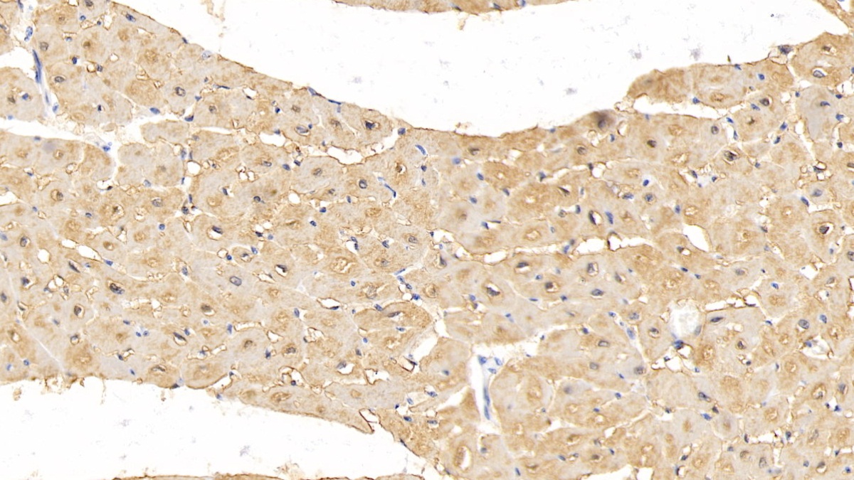 Monoclonal Antibody to Myoglobin (MYO)