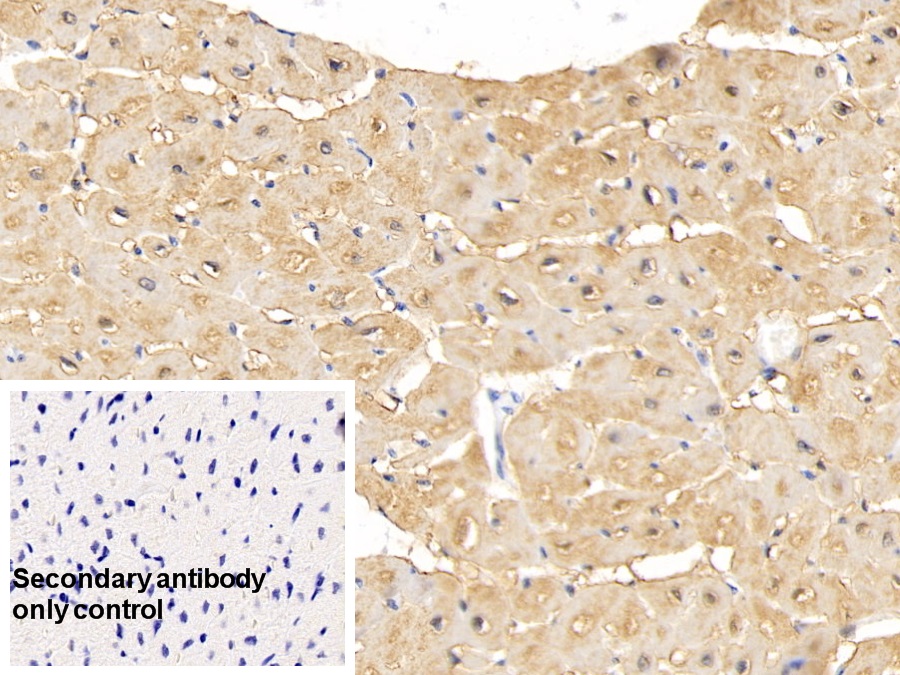 Monoclonal Antibody to Myoglobin (MYO)