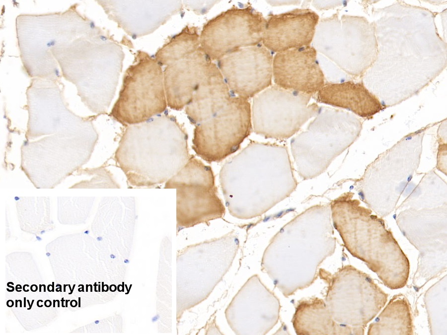 Monoclonal Antibody to Myoglobin (MYO)