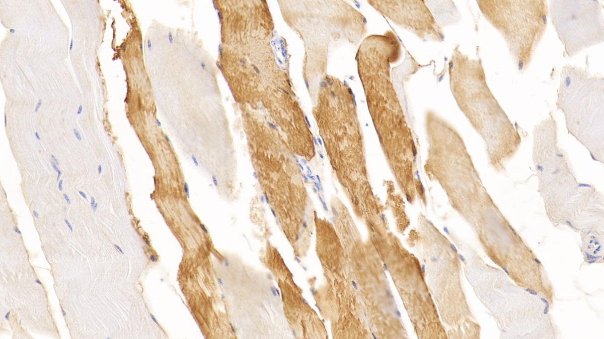 Monoclonal Antibody to Myoglobin (MYO)