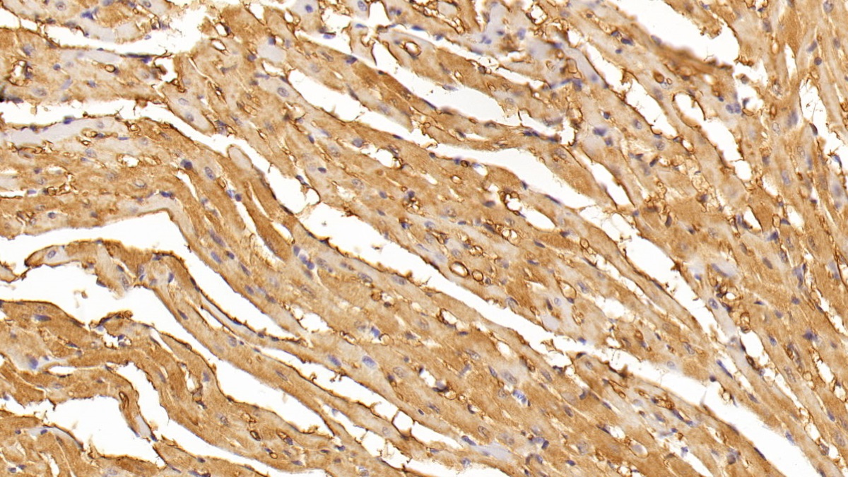 Monoclonal Antibody to Myoglobin (MYO)