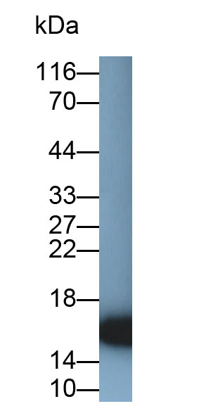 Monoclonal Antibody to Myoglobin (MYO)