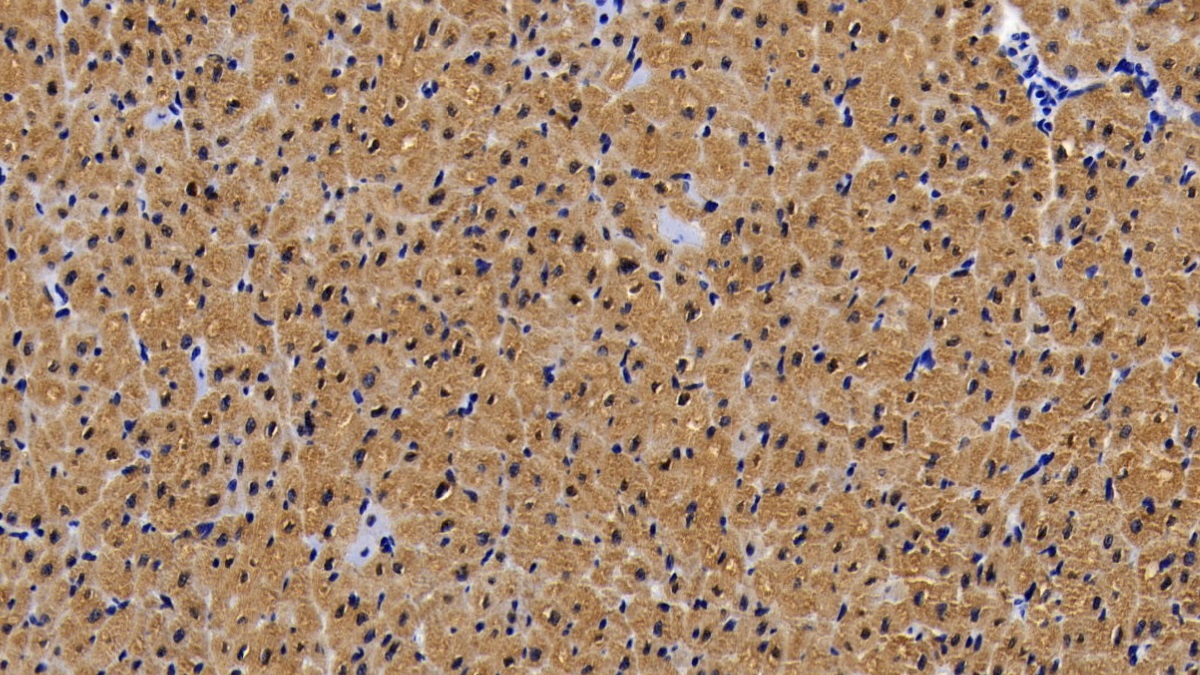 Monoclonal Antibody to Myoglobin (MYO)