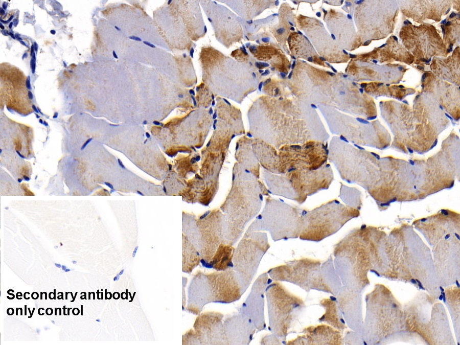 Monoclonal Antibody to Myoglobin (MYO)