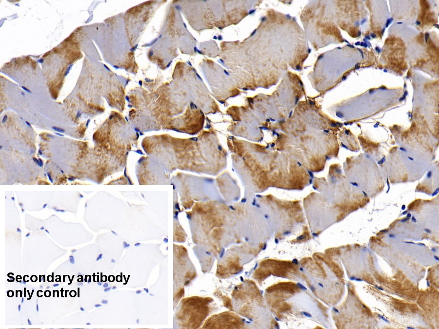 Monoclonal Antibody to Myoglobin (MYO)