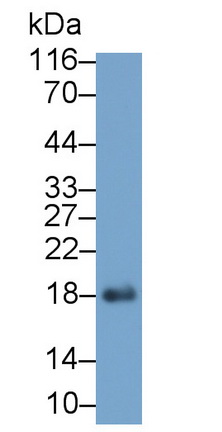 Monoclonal Antibody to Myoglobin (MYO)