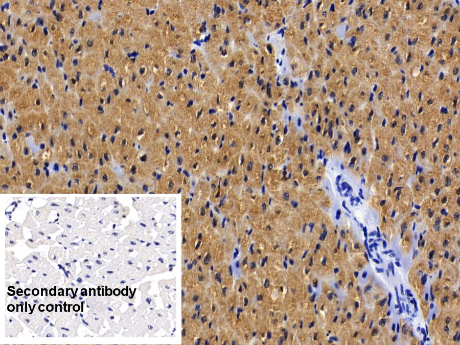 Monoclonal Antibody to Myoglobin (MYO)