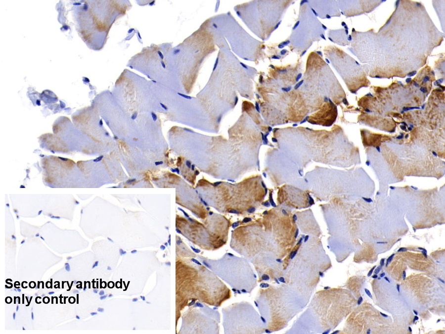 Monoclonal Antibody to Myoglobin (MYO)