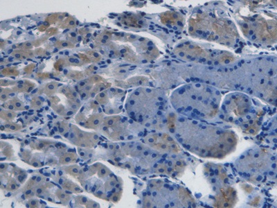 Monoclonal Antibody to Endothelin 1 (EDN1)