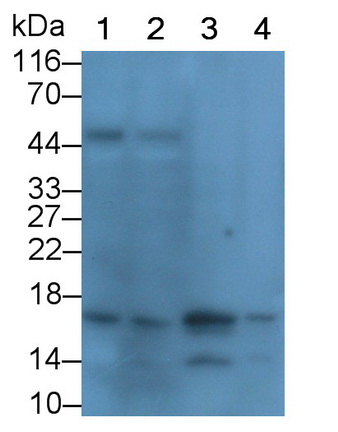 Monoclonal Antibody to Endothelin 1 (EDN1)