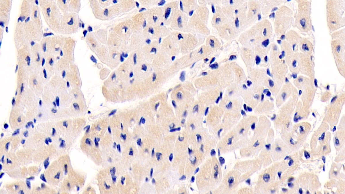 Monoclonal Antibody to N-Terminal Pro-Atrial Natriuretic Peptide (NT-ProANP)