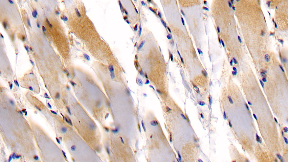 Monoclonal Antibody to N-Terminal Pro-Atrial Natriuretic Peptide (NT-ProANP)