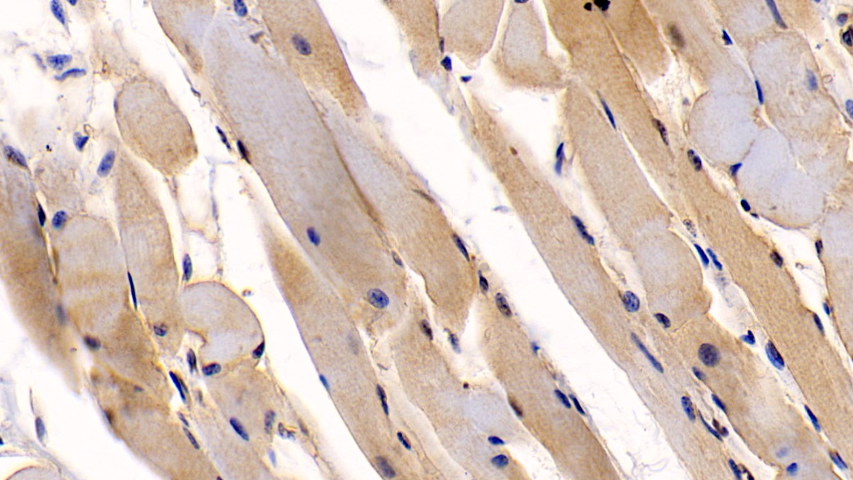 Monoclonal Antibody to N-Terminal Pro-Atrial Natriuretic Peptide (NT-ProANP)