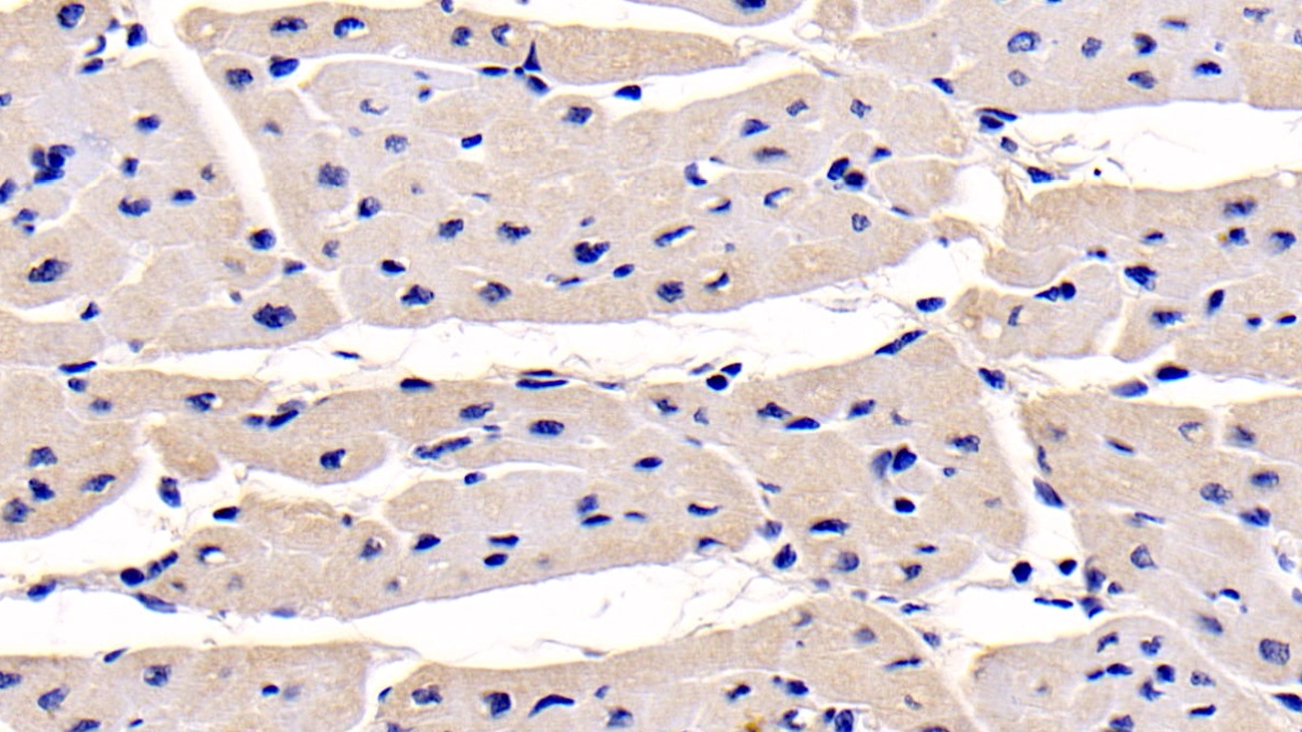 Monoclonal Antibody to N-Terminal Pro-Atrial Natriuretic Peptide (NT-ProANP)