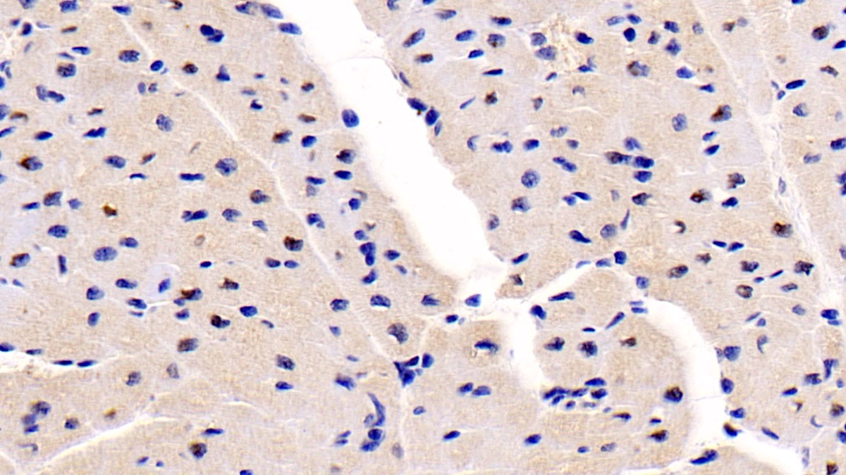 Monoclonal Antibody to N-Terminal Pro-Atrial Natriuretic Peptide (NT-ProANP)