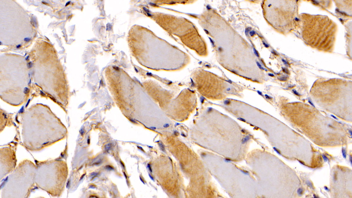 Monoclonal Antibody to N-Terminal Pro-Atrial Natriuretic Peptide (NT-ProANP)