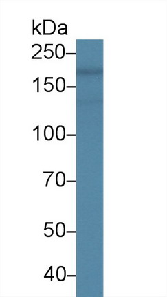 Monoclonal Antibody to Nestin (NES)