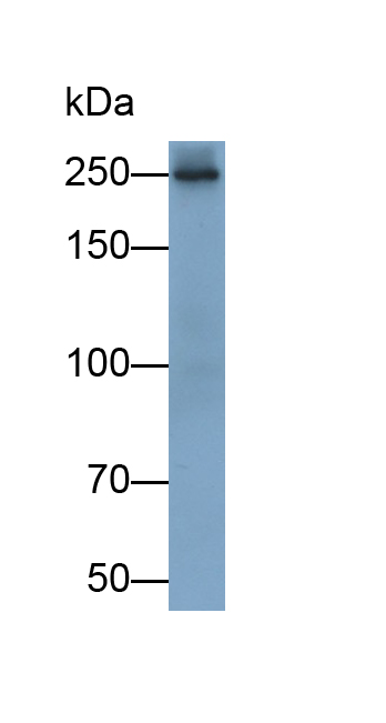 Monoclonal Antibody to Nestin (NES)