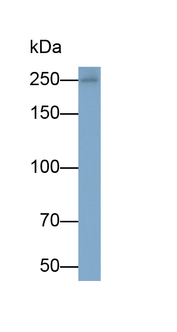 Monoclonal Antibody to Nestin (NES)