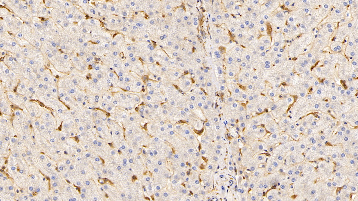 Monoclonal Antibody to Apolipoprotein A1 (APOA1)