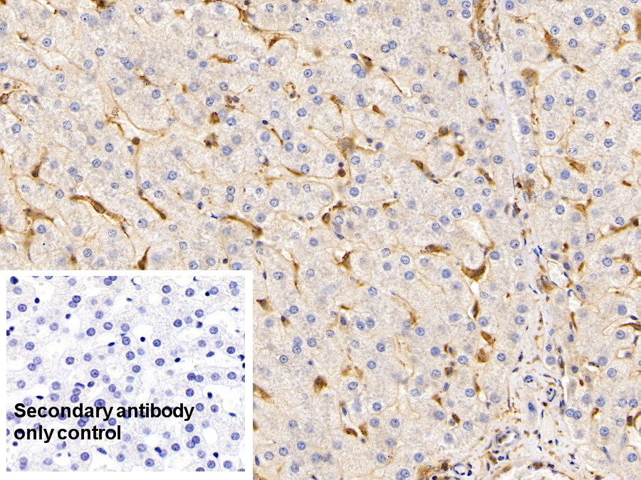 Monoclonal Antibody to Apolipoprotein A1 (APOA1)