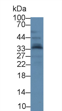 Monoclonal Antibody to Apolipoprotein A1 (APOA1)