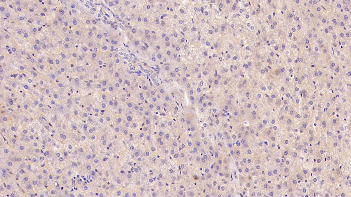 Monoclonal Antibody to Apolipoprotein A1 (APOA1)