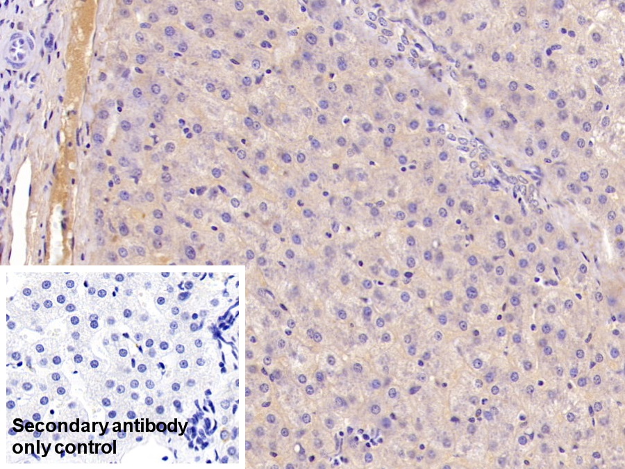 Monoclonal Antibody to Apolipoprotein A1 (APOA1)