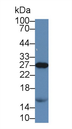 Monoclonal Antibody to Apolipoprotein A1 (APOA1)