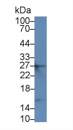 Monoclonal Antibody to Apolipoprotein A1 (APOA1)