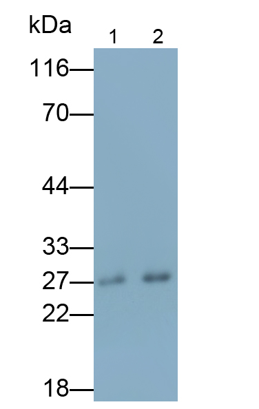 Monoclonal Antibody to Apolipoprotein A1 (APOA1)