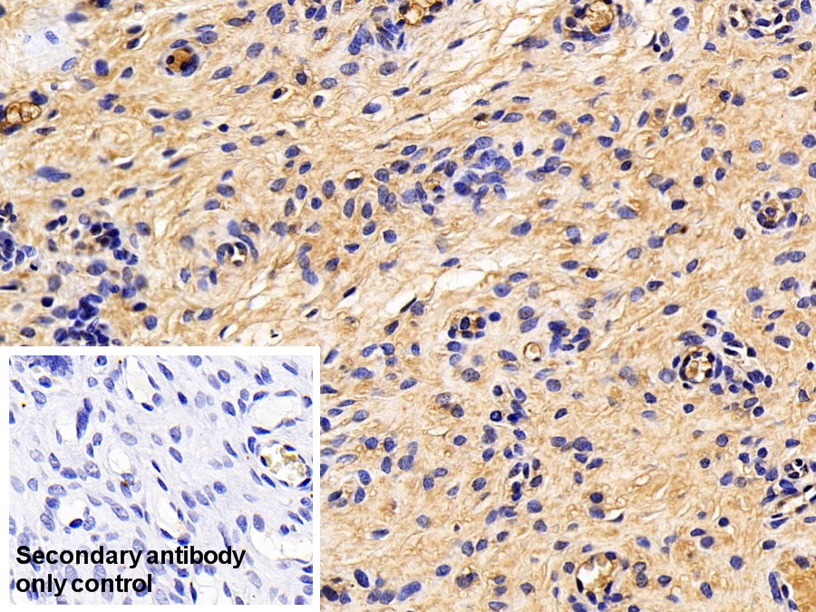 Monoclonal Antibody to Apolipoprotein A1 (APOA1)