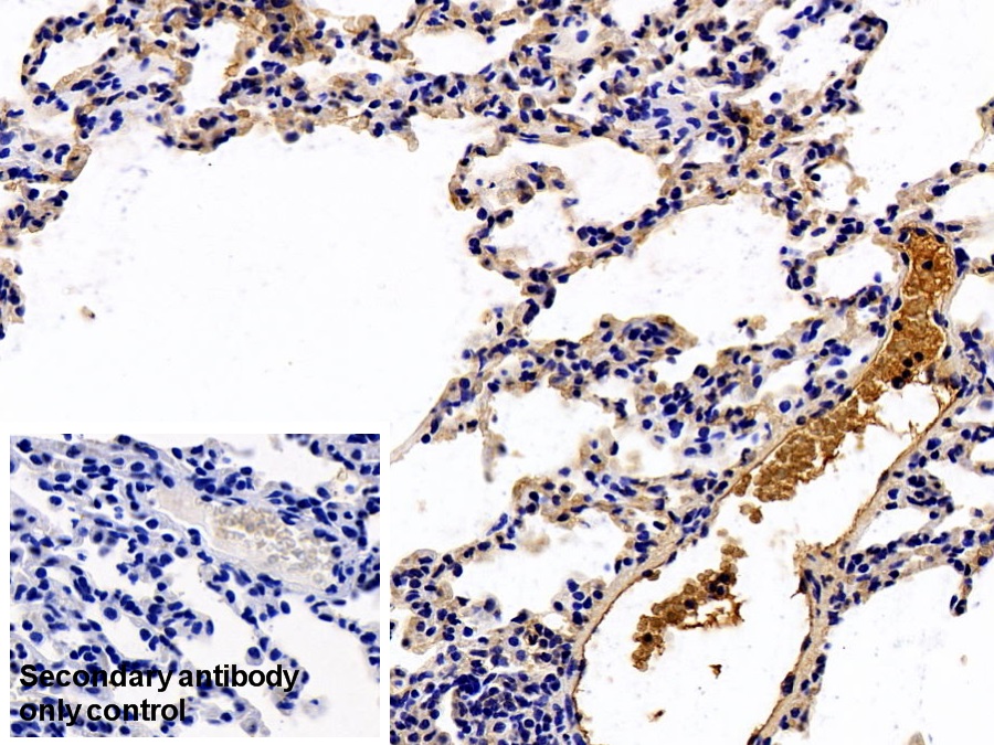 Monoclonal Antibody to Apolipoprotein A1 (APOA1)