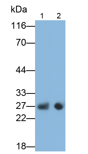 Monoclonal Antibody to Apolipoprotein A1 (APOA1)