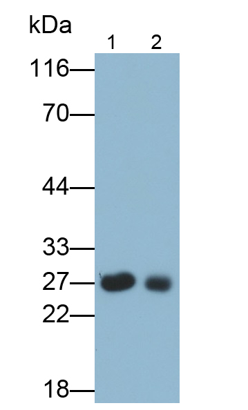 Monoclonal Antibody to Apolipoprotein A1 (APOA1)