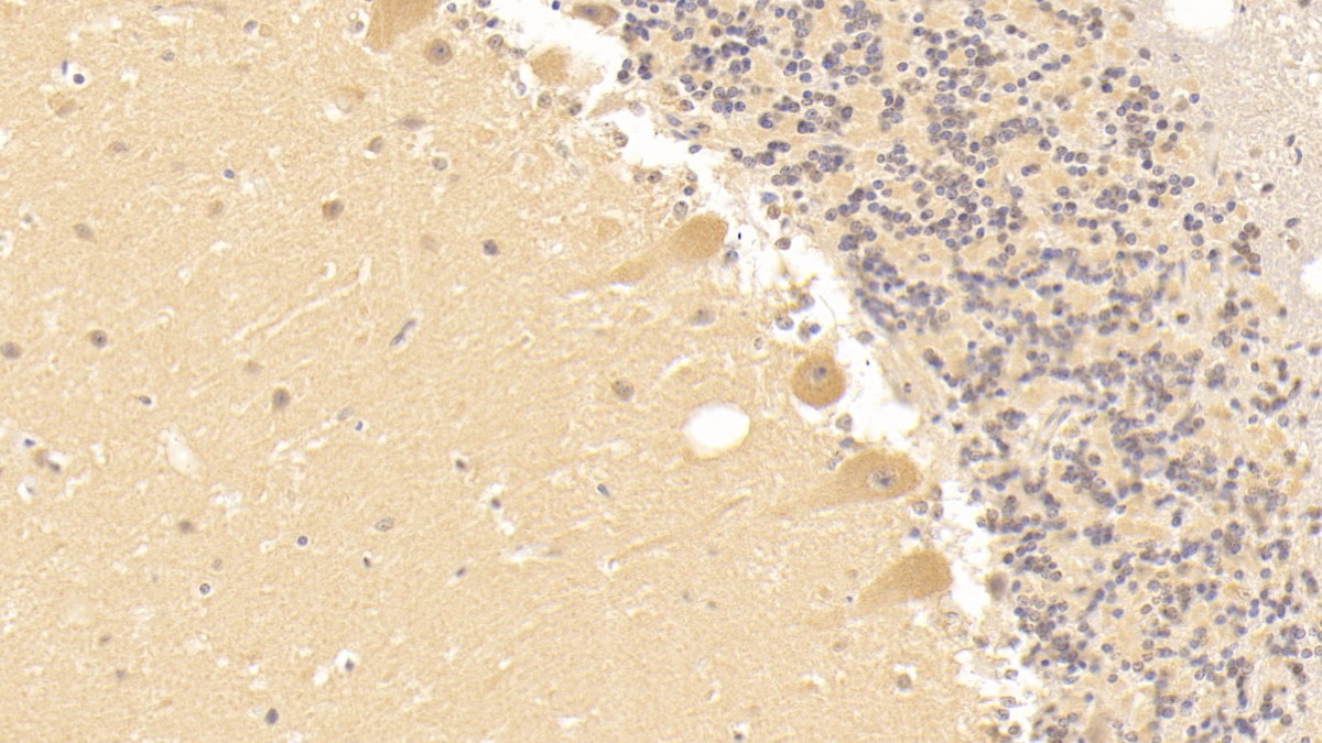 Monoclonal Antibody to Tissue Factor (TF)