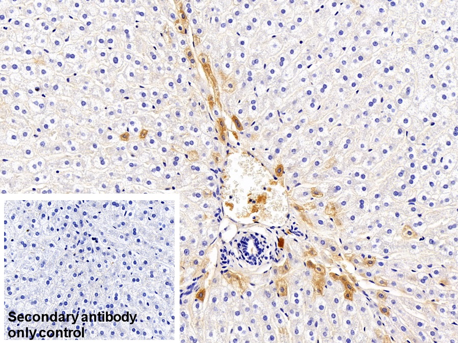 Monoclonal Antibody to Immunoglobulin G (IgG)