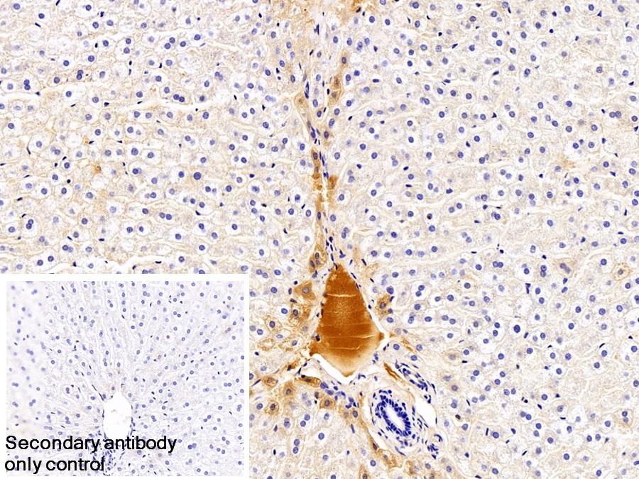 Monoclonal Antibody to Immunoglobulin G (IgG)