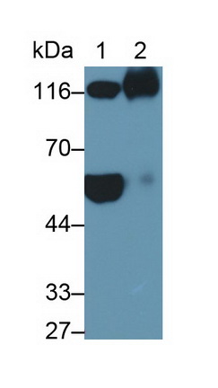 Monoclonal Antibody to Vascular Cell Adhesion Molecule 1 (VCAM1)