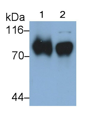 Monoclonal Antibody to Intercellular Adhesion Molecule 1 (ICAM1)